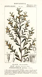 Olax stricta