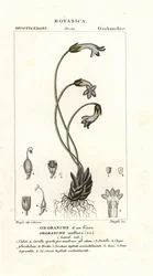 Jednokvětá metlička, Orobanche uniflora