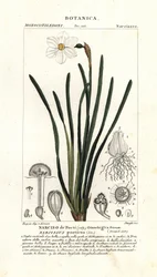 Básníkův narcis, Narcissus poeticus