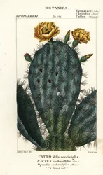 Opuncie, Nopalea cochenillifera
