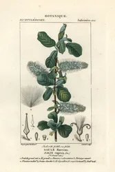 Vrba jíva, Salix caprea