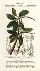Červený mangrovník, Rhizophora mangle