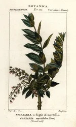 Redoul strom, Coriaria myrtifolia