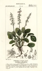 Zimozel okrouhlolistý, Pyrola rotundifolia