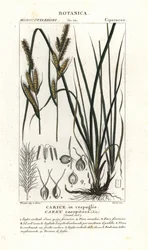 Ostřice trsnatá, Carex caespitosa