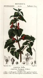 Šalvěj třapatá, Salvia formosa