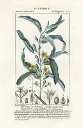 Stříbrné bobule nebo olejník, Elaeagnus angustifolia