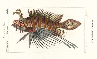 Perutýn skvrnitý, Pterois antennata