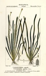 Pásková tráva nebo úhoř tráva, Vallisneria spiralis