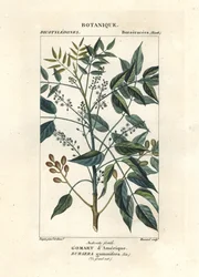 Terpentýn, Bursera simaruba