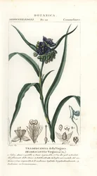 Spiderwort virginský, Tradescantia virginiana