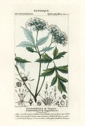 Virginia waterleaf, Hydrophyllum virginianum