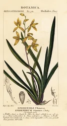 Umírající orchidej, Cymbidium sinense