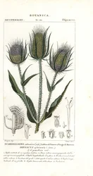 Divoký nebo fullerův, Dipsacus fullonum