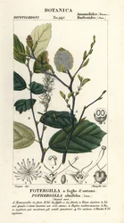Čarodějnice bez, Fothergilla gardenii