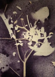 Fialová botanická silueta