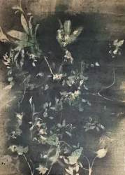 Vintage botanické stíny