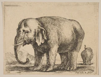 Deska 10: slon, z Různá zvířata Diversi animali, ca. 1641.