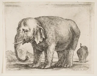 Deska 10: slon, z Různá zvířata Diversi animali, ca. 1641.