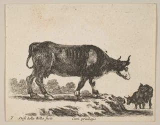 Deska 7: kráva, z Různá zvířata Diversi animali, ca. 1641.