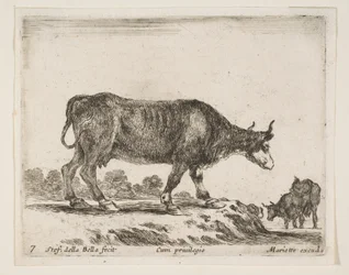 Deska 7: vůl, z Různá zvířata Diversi animali, ca. 1641.
