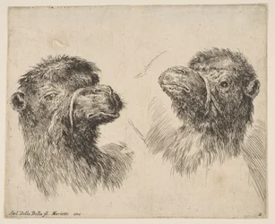 Dvě velbloudí hlavy, ca. 1641.