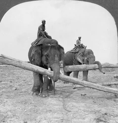 Sloni pracující na skladě řeziva, Rangún, Barma, 1908