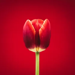 Portrét zvláštního červeného tulipánu na červeném pozadí