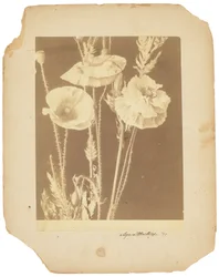 Vlčí máky, asi 1898-1920 (čb fotografie)