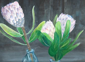 Zátiší s růžovou proteou