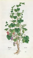 Botanická deska vinné révy (Vitis Vinifera) z De Historia Stirpium od Leonarda Fuchse (1501-66) 1543