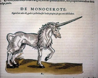 Jednorožec, ilustrace z 