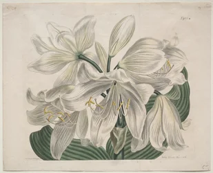 Zobrazen botanický časopis nebo květinová zahrada: White Cape - Coast Lily, 1806.