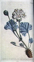 Tlustý list jeřábu (Pelargonium crassicaule), deska 477 od Williama Curtise 