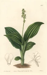 African Liparis Orchid - Water forte od S. Wattse z ilustrace Sarah Anne Drake (1803-1857), z Botanického rejstříku