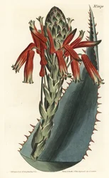 Aloe variete - Modrá aloe, Aloe glauca (Aloe rhodacantha s červeným trsem) - Ručně kolorovaná mědirytina F. Sansom Jr. podle ilustrace Sydenhama Edwardse z William Curtis