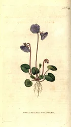 Soldanella alpská - Soldanella alpská, Soldanella alpina. Ručně kolorovaná mědirytina podle botanické ilustrace Jamese Sowerbyho z The Botanical Magazine Williama Curtise, Lambeth Marsh, Londýn