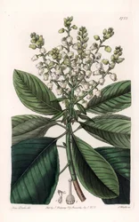 American Arbutus Tree - vyryl S. Watts, z ilustrace Sarah Anne Drake (1803-1857), z Botanického registru Sydenham Edwards (1768-1819), Anglie