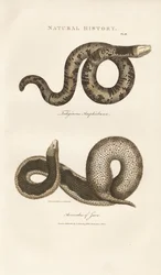 Amphisbaena a Javan Wart Snake