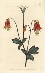 Ancolia du Canada - kanadská kolumbína. Aquilegia canadensis. Ručně kolorovaná mědirytina od Sansom podle ilustrace Sydenhama Edwardse rom William Curtis