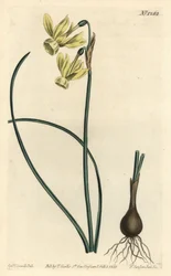 Andělské slzy narcis - Andělské slzy, Narcissus triandrus (Narcissus triandrus v. luteus se žlutými květy) - Ručně kolorovaná mědirytina F. Sansom Jr. podle ilustrace Sydenhama Edwardse z Botanical Ma Williama Curtise