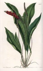 Anthurium gracile - rytá deska od S. Wattse, z ilustrace Sarah Anne Drake (1803-1857), z Botanického registru Sydenham Edwards (1768-1819), Anglie