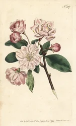 Jabloň s okrasnými květy - čínská kvetoucí jabloň, Malus spectabilis (čínská jabloň, Pyrus spectabilis). Ručně kolorovaná mědirytina Sansoma podle ilustrace Sydenhama Edwardse z časopisu Botanical Magazine Williama Curtise, Londýn