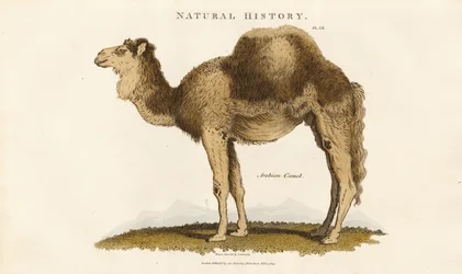 Arabský velbloud