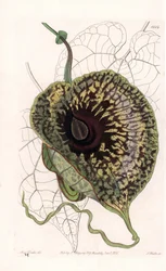 Aristoloche Variete - Talíř vyrytý S. Wattsem, z ilustrace Sarah Anne Drake (1803-1857), z Botanického registru Sydenham Edwards (1768-1819), Anglie