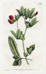 Chřestový hrášek - litografie Sydenhama Edwardse (1768-1819), deska z botanického časopisu Williama Curtise (1746-1799)
