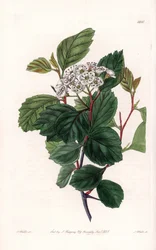Aubepin nebo bílý trn, původem ze Severní Ameriky - vyryl S. Watts, z ilustrace Sarah Anne Drake (1803-1857), z Botanického registru Sydenham Edwards (1768-1819), Anglie