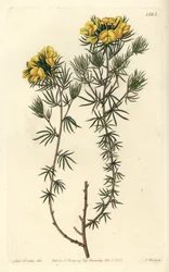 Australské gompholobium variete - Capitate gompholobium, Gompholobium capitatum. Ručně kolorovaná mědirytina od S. Wattse podle ilustrace slečny Sarah Drakeové z botanického registru Sydenhama Edwardse, Ridgeway, Londýn