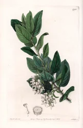 Bear Grape, původem z Kalifornie - vyryl S. Watts, z ilustrace Sarah Anne Drake (1803-1857), z Botanického registru Sydenham Edwards (1768-1819), Anglie