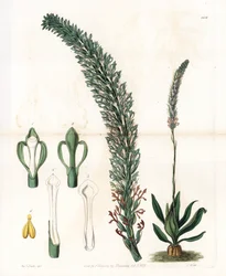 Belle sauroglossum - Talíř vyrytý S. Wattsem, z ilustrace Sarah Anne Drake (1803-1857), z Botanického registru Sydenham Edwards (1768-1819), Anglie